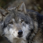 jh_2_bergwolf