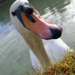 jh_3_schwan
