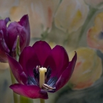 Camelia