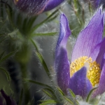 Ranunculaceae Pulsatilla