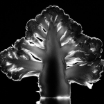 2-mh1_blumenkohl