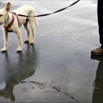 2-ms_02_hundewetter_mg_5153