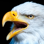 Bärbel Brechtel - Weißkopfseeadler