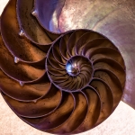 Kerstin Schuetze - Nautilus