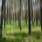 Im Wald