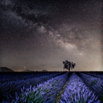 Baerbel Brechtel - Lavendel