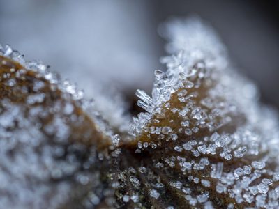 Ice on leaves - Ulrike Scharfenberger