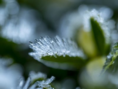 Ice-spikes - Ulrike Scharfenberger