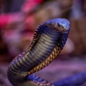 Foto: Ulrike Scharfenberger - Arabische Kobra