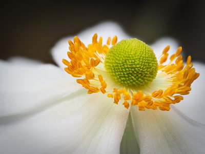 Barbara-Wünsche_Anemone